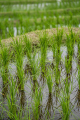 Beautiful green rice paddy field at the village.