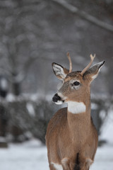 Naklejka na ściany i meble White Tailed Deer in the Winter
