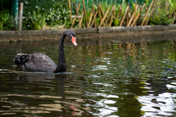 Cygnus atratus swimming in pond.