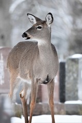 White Tailed Deer in the Winter