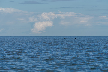 Gray seals swimming in blue Baltic Sea, Harilaid, Estonia, Europe