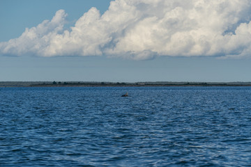 Gray seals swimming in blue Baltic Sea, Harilaid, Estonia, Europe