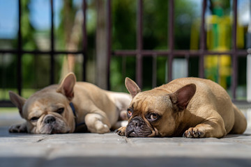 French bulldog lying at garden on sunny day.
