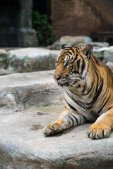 Fototapeta na wymiar Big tiger lying in shade at tiger zoo.