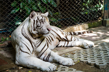 Beautiful white tiger lying on the ground.
