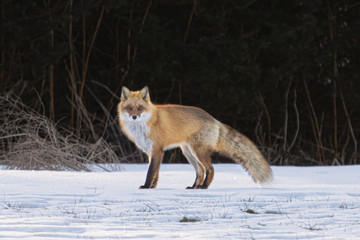 Obraz premium キタキツネ