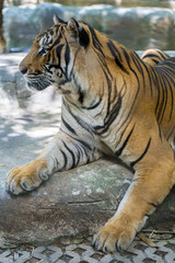 Fototapeta premium Big tiger lying in shade at tiger zoo.