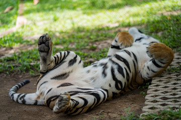 Fototapeta premium Giant bangor tiger lying on the ground