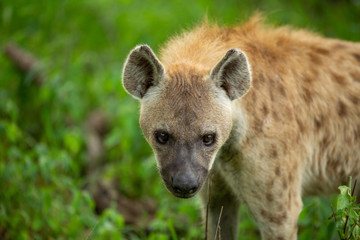 Spotted hyaena up close and personal 