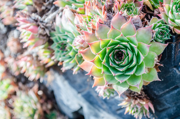 The common houseleek, perennial herbaceous ornamental plant