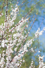 Blossoming cherry with white flowers