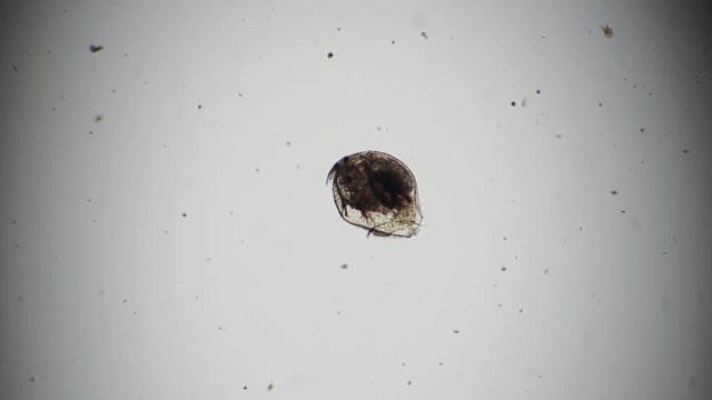 Crustacean from alona pond transparent body with organs. Theme of laboratory biological research under microscope. Microscopic protozoa in drop of water magnification. Microcosmic background