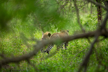 A young male leopard and his mother on a kill in a tree with some hyaena interaction