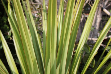Closeup of the thin yellow leaves of a palm plant.
