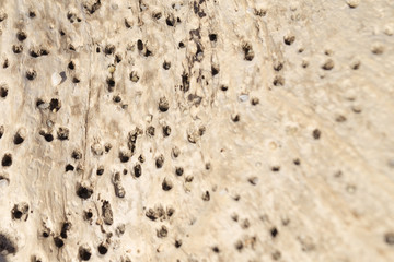 texture of bread