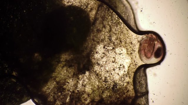 Microcosmic background with Daphnia under a microscope. Theme of laboratory biological research under microscope. Microscopic protozoa in drop of water magnification. Microcosmic background