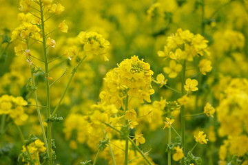 春の浜離宮恩賜庭園の菜の花畑の風景