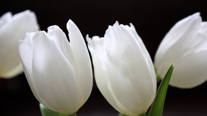 white tulips. Dark background. blur