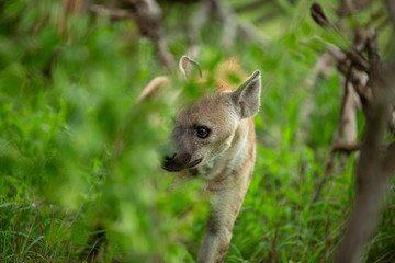 Spotted hyaena up close and personal 