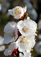 White flowers blooming fruit trees in spring close-up with blurred background