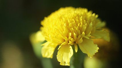 Yellow flowers on a natural background. 