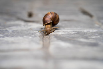 Giant snail crawling at ground in garden.