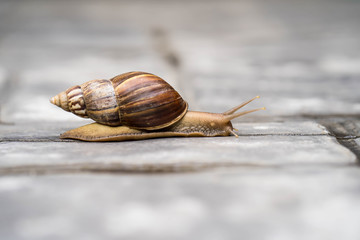 Giant snail crawling at ground in garden.