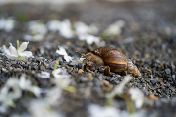 Giant snail crawling at the ground.