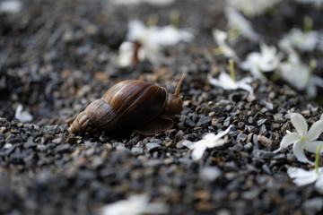 Giant snail crawling at the ground.