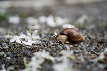 Giant snail crawling at the ground.