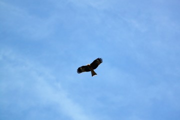 優雅に飛ぶ鷹