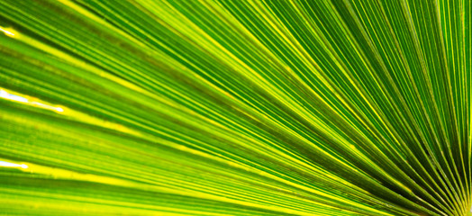 Close up of natural growing green palm leave texture background