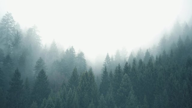 Timelapse of forest mist in a vale. Mystical magical atmosphere. Misty landscape with fir forest in german alps, close to Garmisch-Partenkirchen, Bavaria.