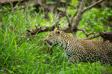 Obraz na płótnie Canvas A young male leopard and his mother in a tree and playing around