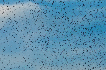 Grupo de estorninos comunes (sturnus vulgaris) volando al atardecer