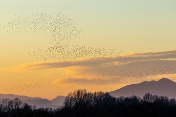 Grupo de estorninos comunes (sturnus vulgaris) volando al atardecer