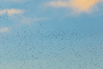 Grupo de estorninos comunes (sturnus vulgaris) volando al atardecer