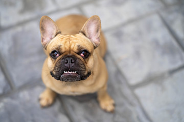 Portrait of cute french bulldog looking to camera.