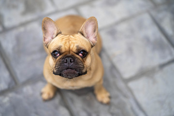 Portrait of cute french bulldog looking to camera.