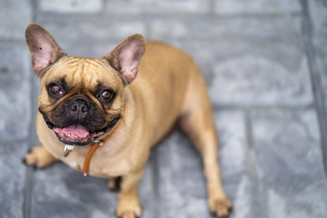 Portrait of cute french bulldog looking to camera.