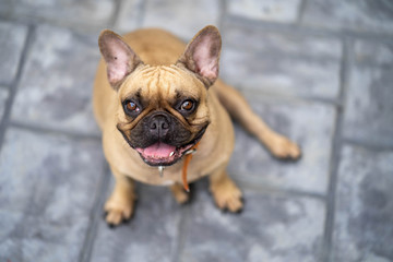 Obraz premium Smile french bulldog looking to the camera.