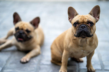 Cute looking french bulldog sitting in garden looking to the camera.