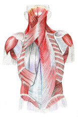 Anatomical color pencil drawing of the human body muscules and bones.