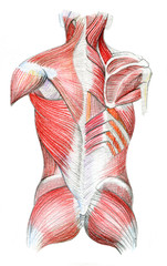 Anatomical color pencil drawing of the human body muscules and bones.