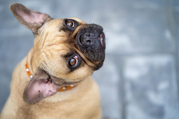 Fototapeta premium Portrait of cute french bulldog looking to camera.