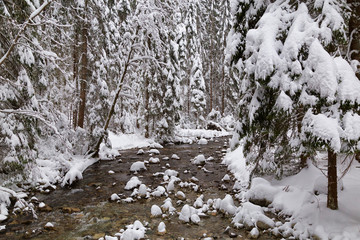 Winter mountain river in snow. Rohace - Spalena valley, Slovakia