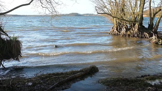 bare alder trees are growing with washed out roots in the water on the bank of a lake, small waves