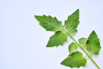 green leaves isolated on white background