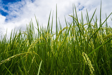 Rice paddy fields against cloudy sky.