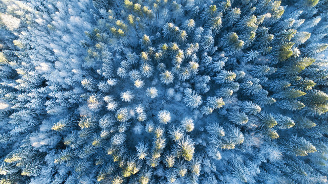 Aerial view of winter forest covered in snow. Drone photography.